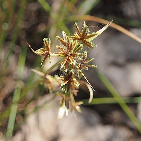 Cyperus vaginatus unspecified picture