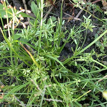 Cyperus flaccidus unspecified picture