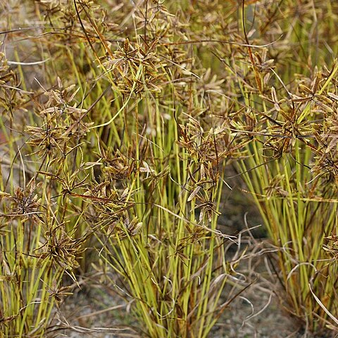 Pycreus flavescens unspecified picture