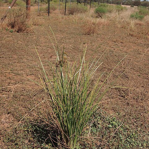 Cyperus gilesii unspecified picture