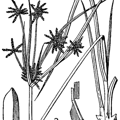 Cyperus grayi unspecified picture