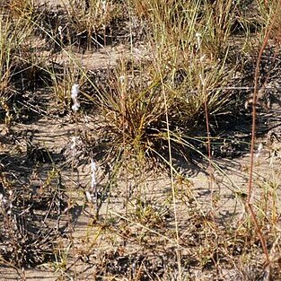 Cyperus grayioides unspecified picture