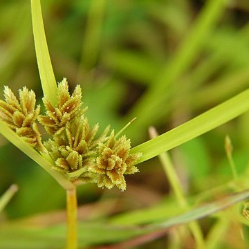 Cyperus nipponicus unspecified picture