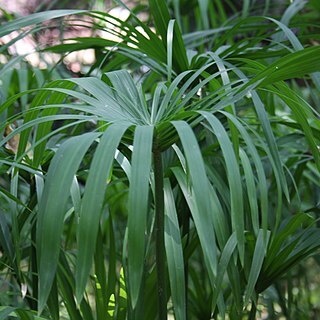 Cyperus scariosus unspecified picture