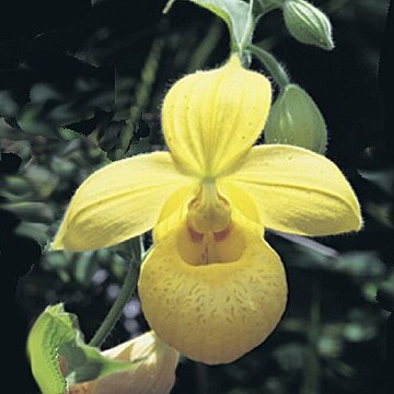 Cypripedium irapeanum unspecified picture