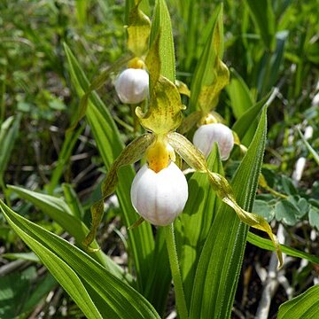 Cypripedium candidum unspecified picture