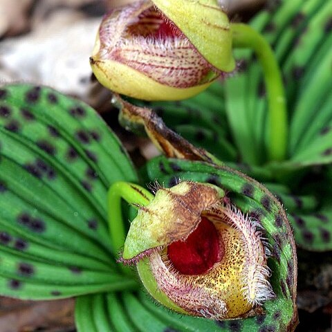 Cypripedium fargesii unspecified picture