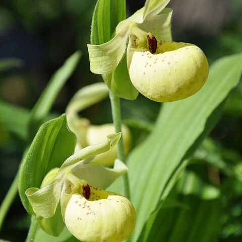 Cypripedium flavum unspecified picture