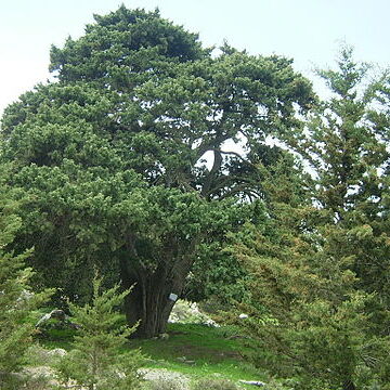 Cupressus unspecified picture