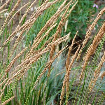 Calamagrostis acutiflora unspecified picture