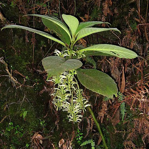 Cyanea pilosa unspecified picture