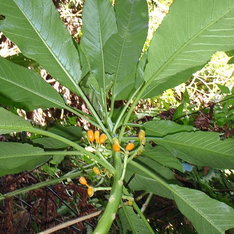 Cyanea profuga unspecified picture