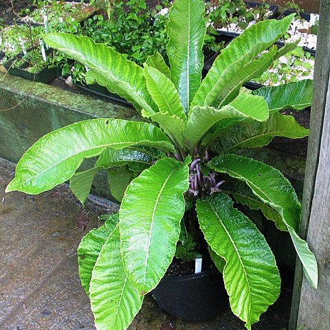 Cyanea truncata unspecified picture