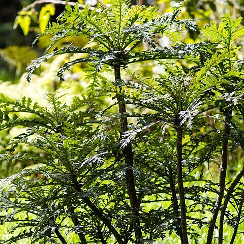 Cyanea shipmanii unspecified picture