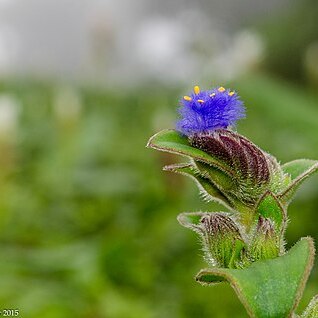 Cyanotis tuberosa unspecified picture