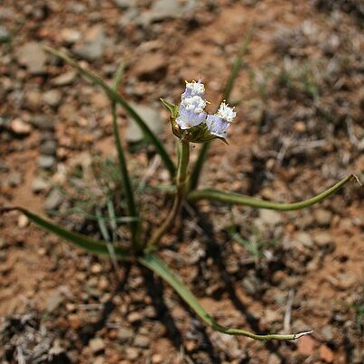 Cyanotis speciosa unspecified picture