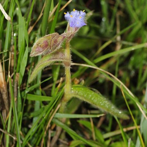 Cyanotis foecunda unspecified picture