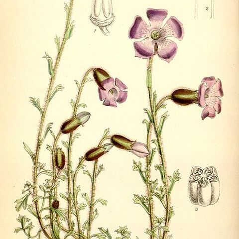 Cyananthus unspecified picture