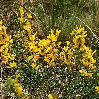 Cytisus procumbens unspecified picture