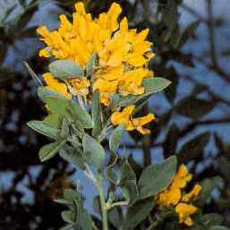 Cytisus aeolicus unspecified picture