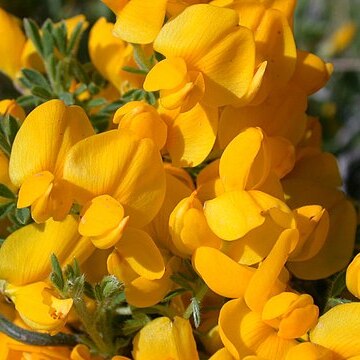 Cytisus unspecified picture