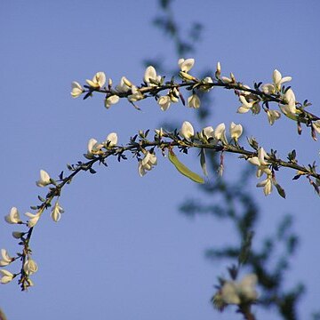 Cytisus multiflorus unspecified picture