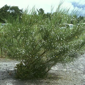 Cytisus unspecified picture