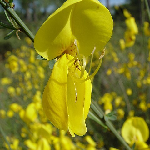 Cytisus grandiflorus unspecified picture