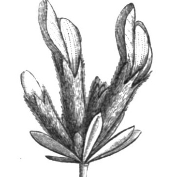 Cytisopsis unspecified picture