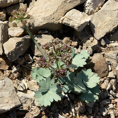 Cymopterus gilmanii unspecified picture