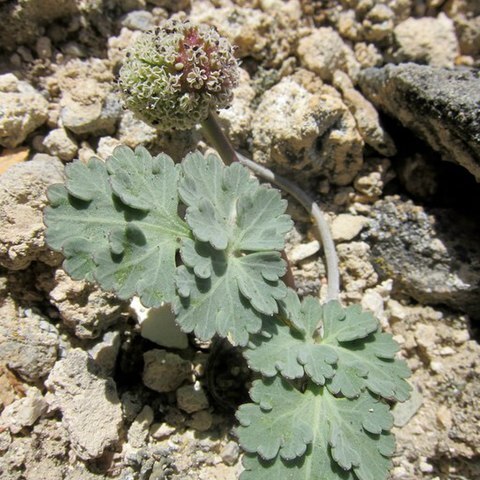 Cymopterus globosus unspecified picture