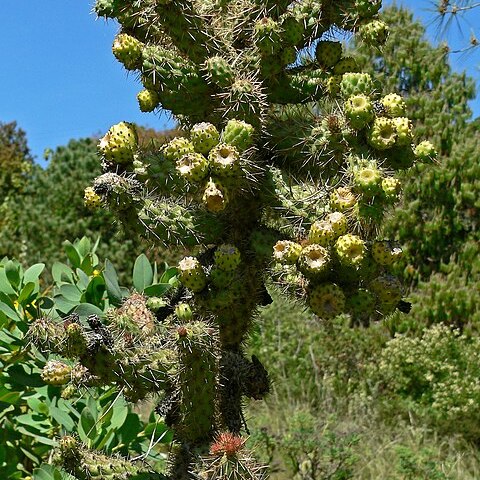 Cylindropuntia prolifera unspecified picture