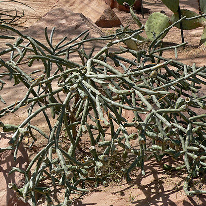 Cylindropuntia arbuscula unspecified picture