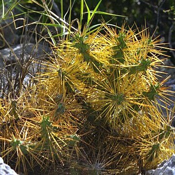 Cylindropuntia caribaea unspecified picture