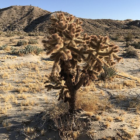 Cylindropuntia x fosbergii unspecified picture