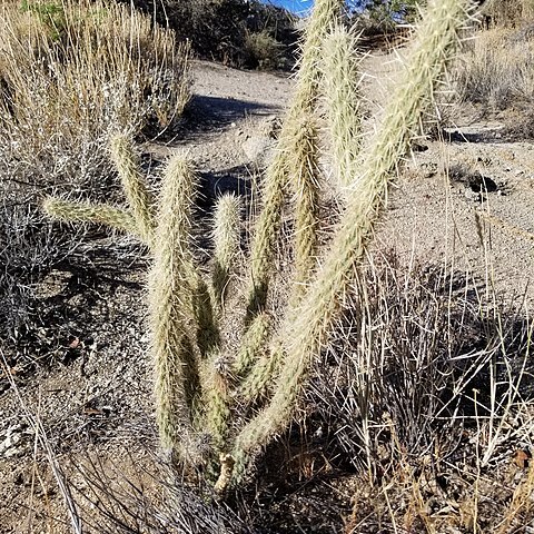 Cylindropuntia ganderi unspecified picture