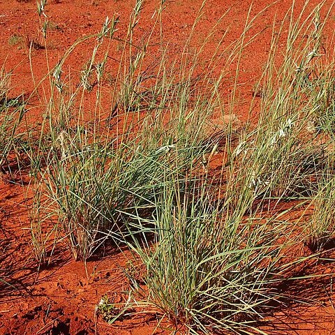 Cymbopogon bombycinus unspecified picture