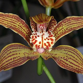 Cymbidium iridioides unspecified picture