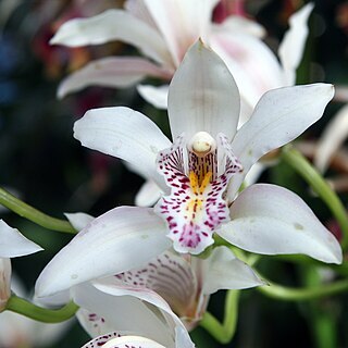 Cymbidium unspecified picture