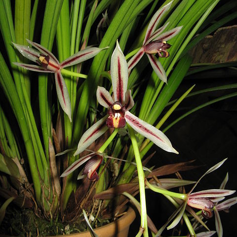 Cymbidium dayanum unspecified picture