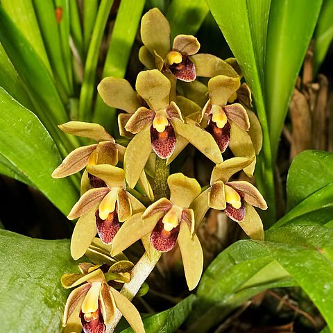 Cymbidium devonianum unspecified picture