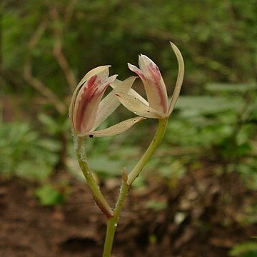 Cymbidium macrorhizon unspecified picture