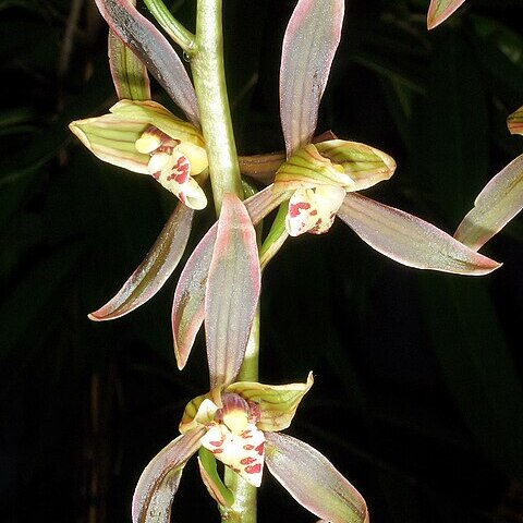 Cymbidium sinense unspecified picture