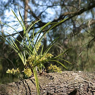 Cymbidium suave unspecified picture