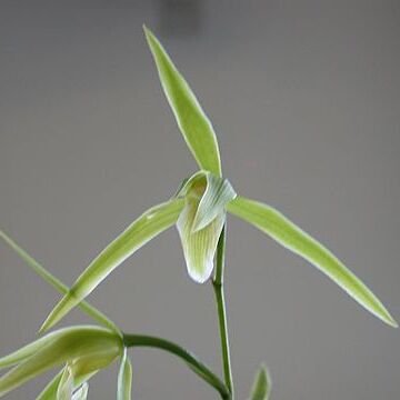 Cymbidium kanran unspecified picture