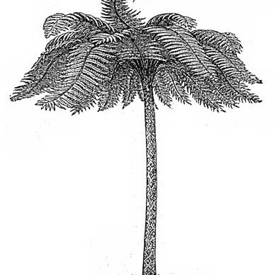 Cyathea corcovadensis unspecified picture