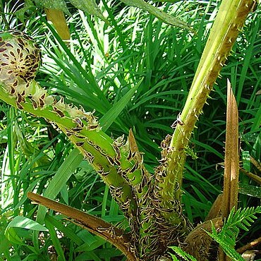 Cyathea pungens unspecified picture