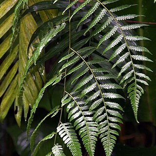 Cyathea divergens unspecified picture