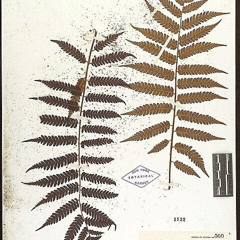 Alsophila ferruginea unspecified picture