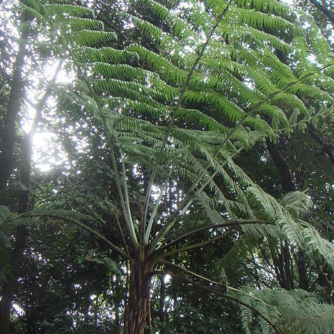 Cyathea caracasana unspecified picture